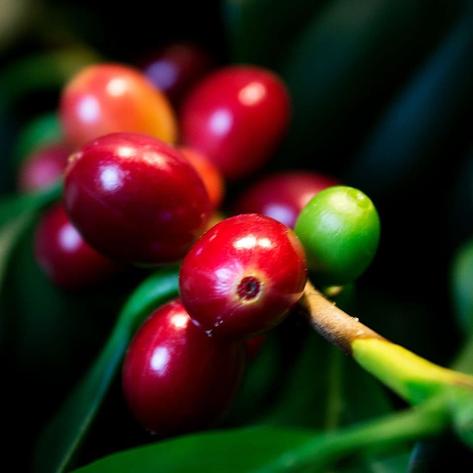 Arabica och robusta